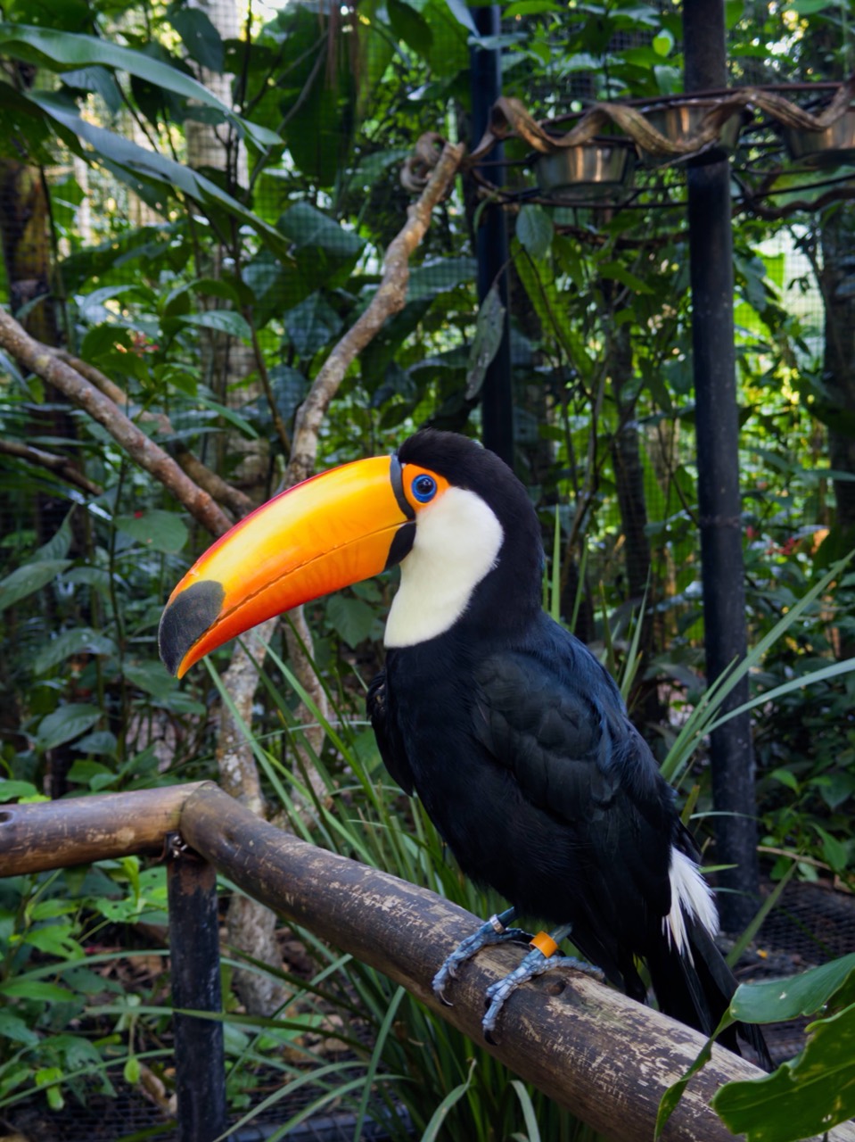 Tucano em meio à vegetação no Parque das Aves